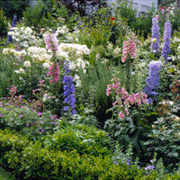 Cape Cod garden