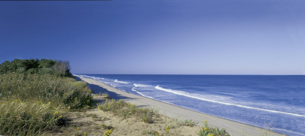 Cape Cod Beach surf resized 600