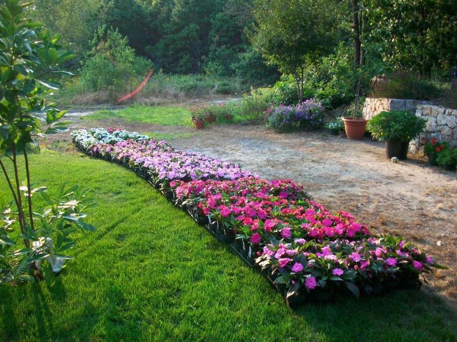Flower Trays