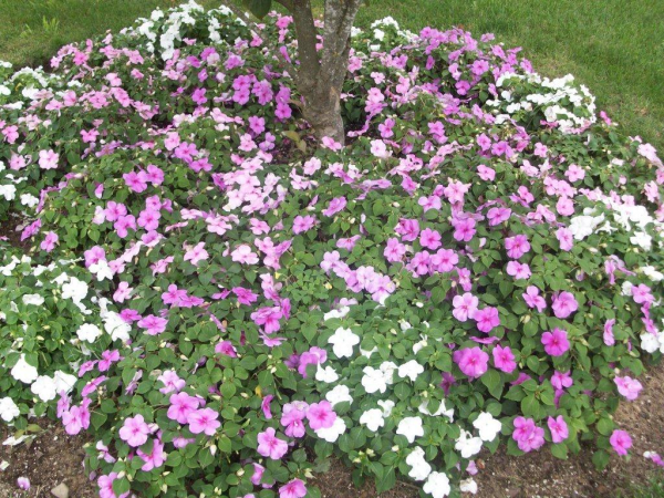 Petunia Planting