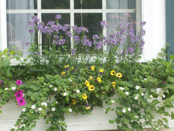 Flower Box