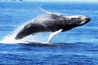 humpback whale
