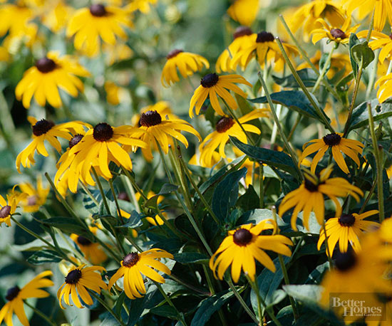 flowers black eyed susan resized 600