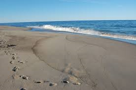 beach resized 600