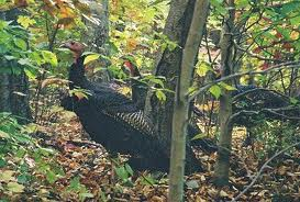 Thanksgiving turkeys on Cape cod resized 600