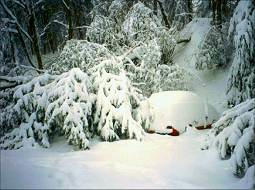 Cape Cod Blizzard