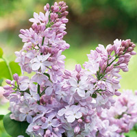 Lilacs for Cape Cod