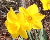 Cape Cod Daffodils
