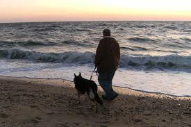 Thanksgiving dog walk on Cape Cod resized 600