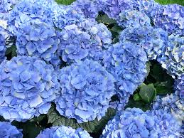 hydrangeas 2.jpg